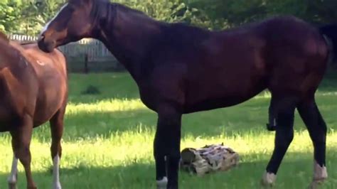 horse beastiality|Horse Porn Tube. Watch Free Stallion & Mare Porn